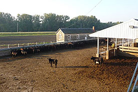 Farms Photo of Cow Calf Operation